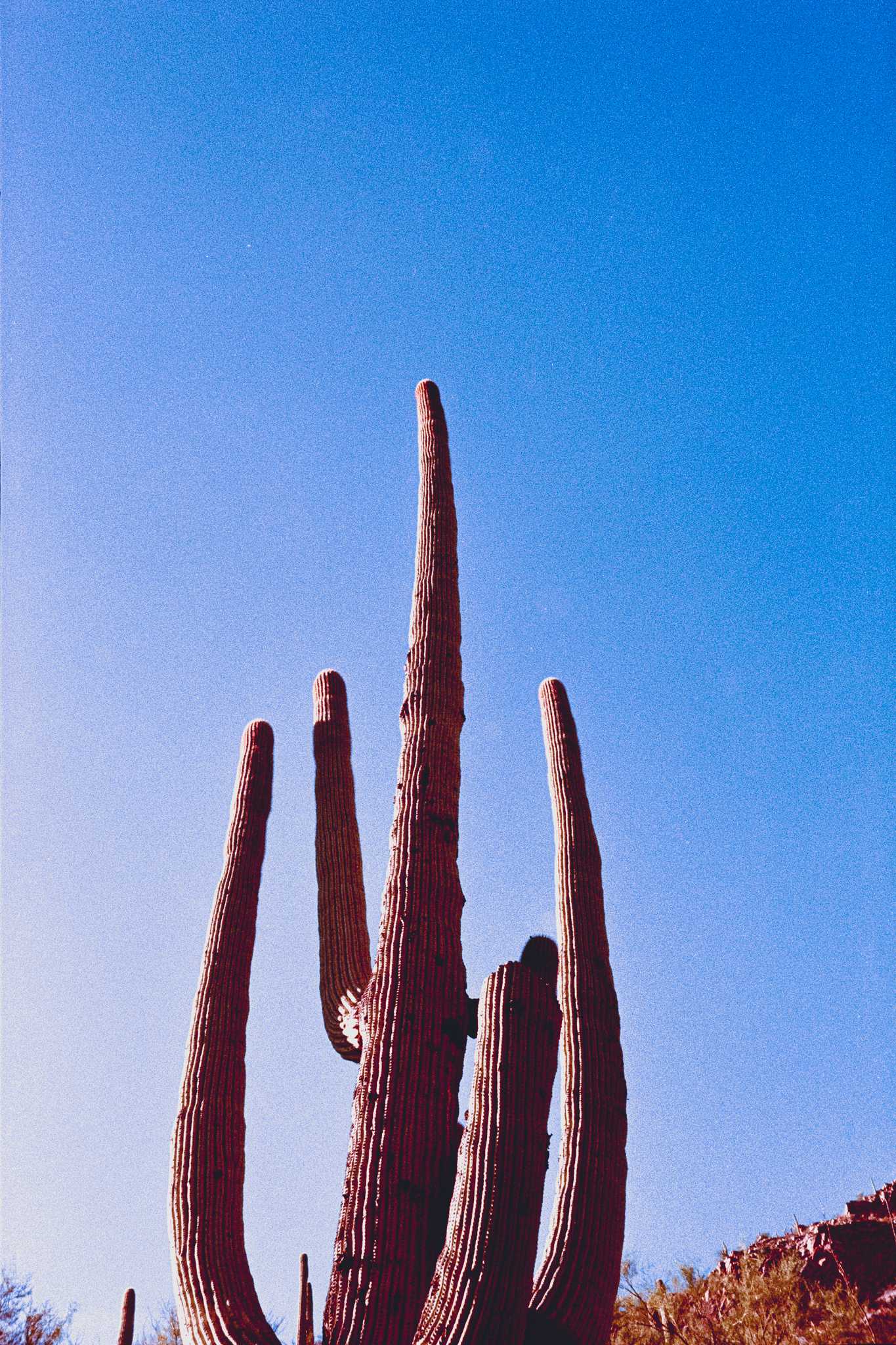 Rollei 35 | Zeiss Tessar 40mm | Kodak Color Gold 400

Lab developed in Kodak Flexicolor

Negative Lab Pro v2.2.0 | Color Model: Frontier | Pre-Sat: 4 | Tone Profile: LAB
– Soft | WB: Auto-Warm | LUT: Frontier