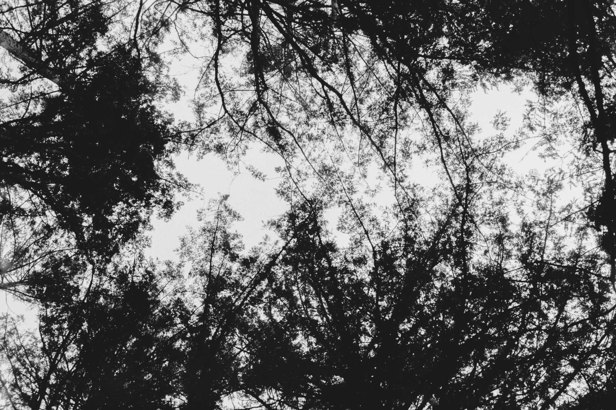 Negative Lab Pro v2.2.0 | Color Model: B+W | Pre-Sat: 3 | Tone Profile: LAB –
Standard | WB: Auto-Neutral | LUT: Frontier