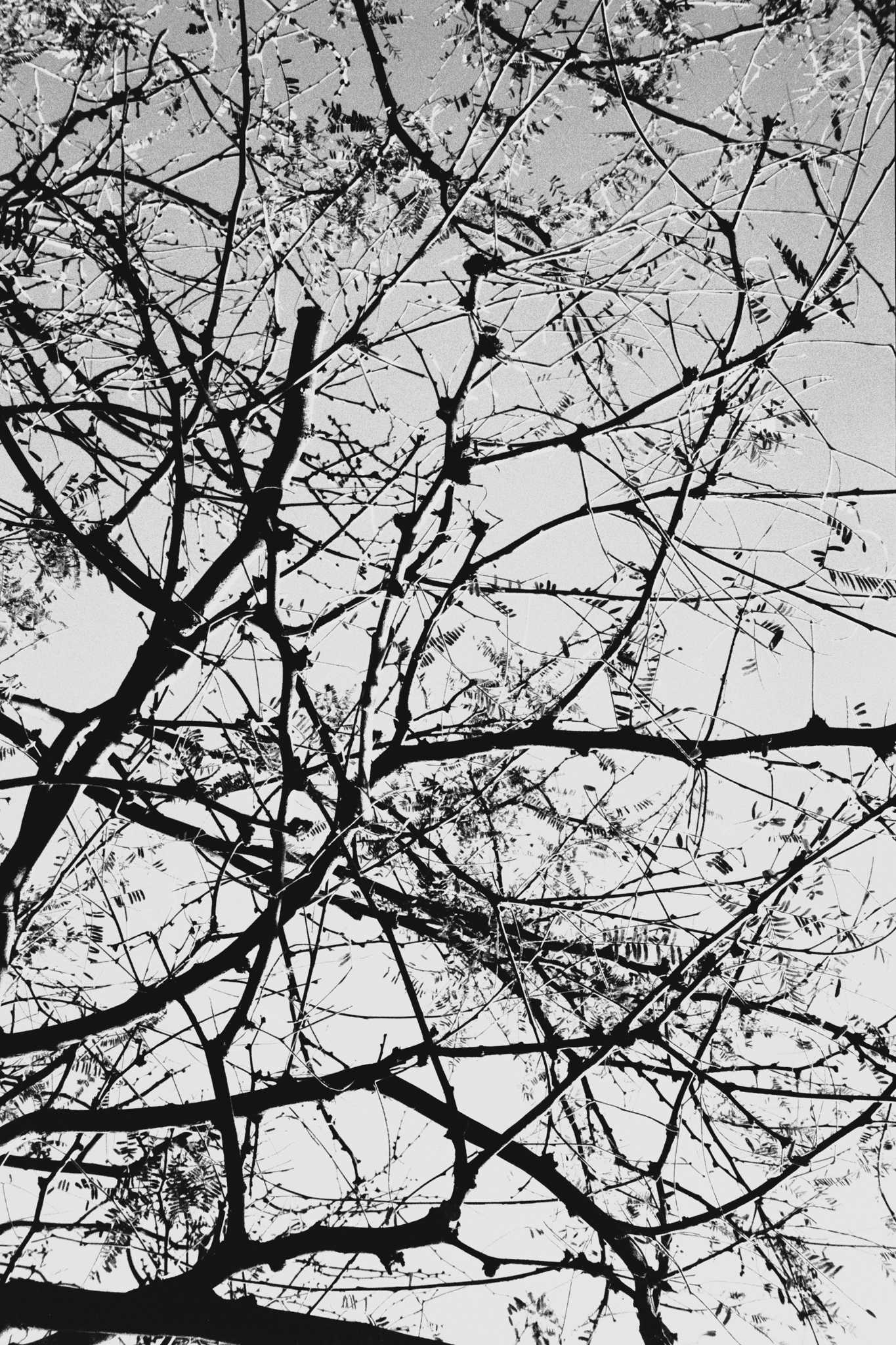 Negative Lab Pro v2.2.0 | Color Model: B+W | Pre-Sat: 4 | Tone Profile: LAB –
Hard | WB: Auto-Neutral | LUT: Frontier